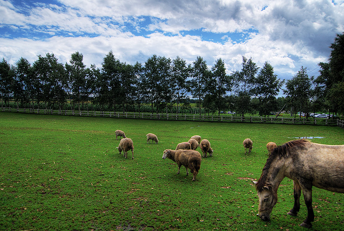 sapporo hakone farms sheep